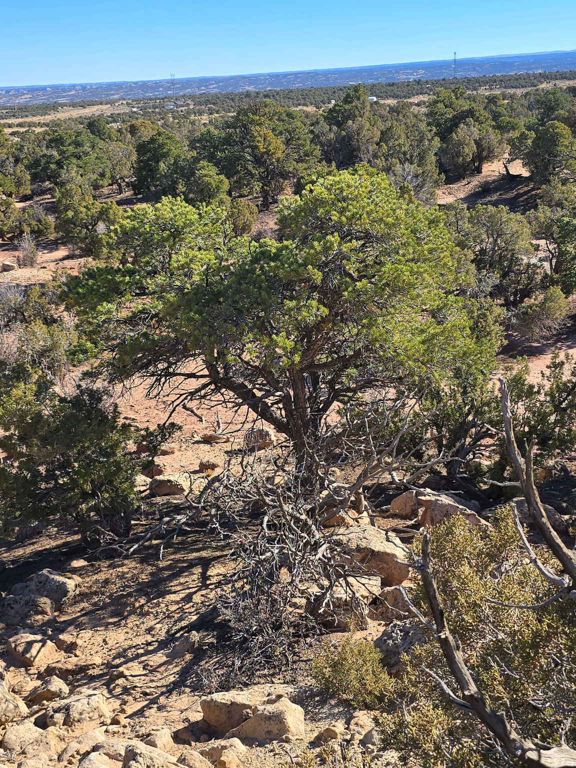 BUCKHORN MESA - Land