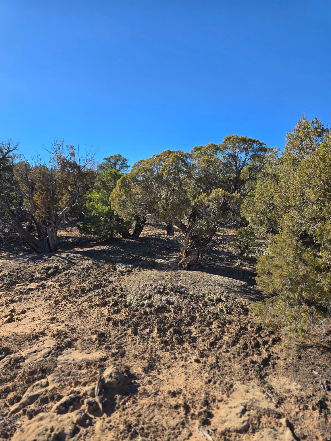 BUCKHORN MESA - Land