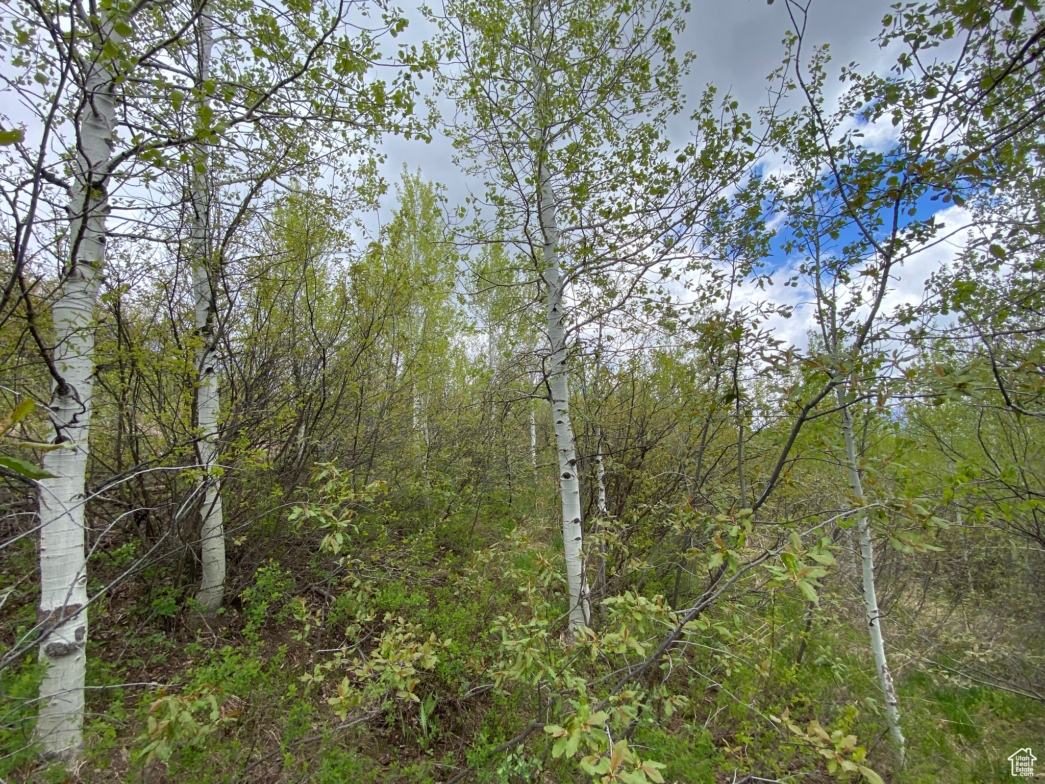 GROUSE CREEK RANCH - Land