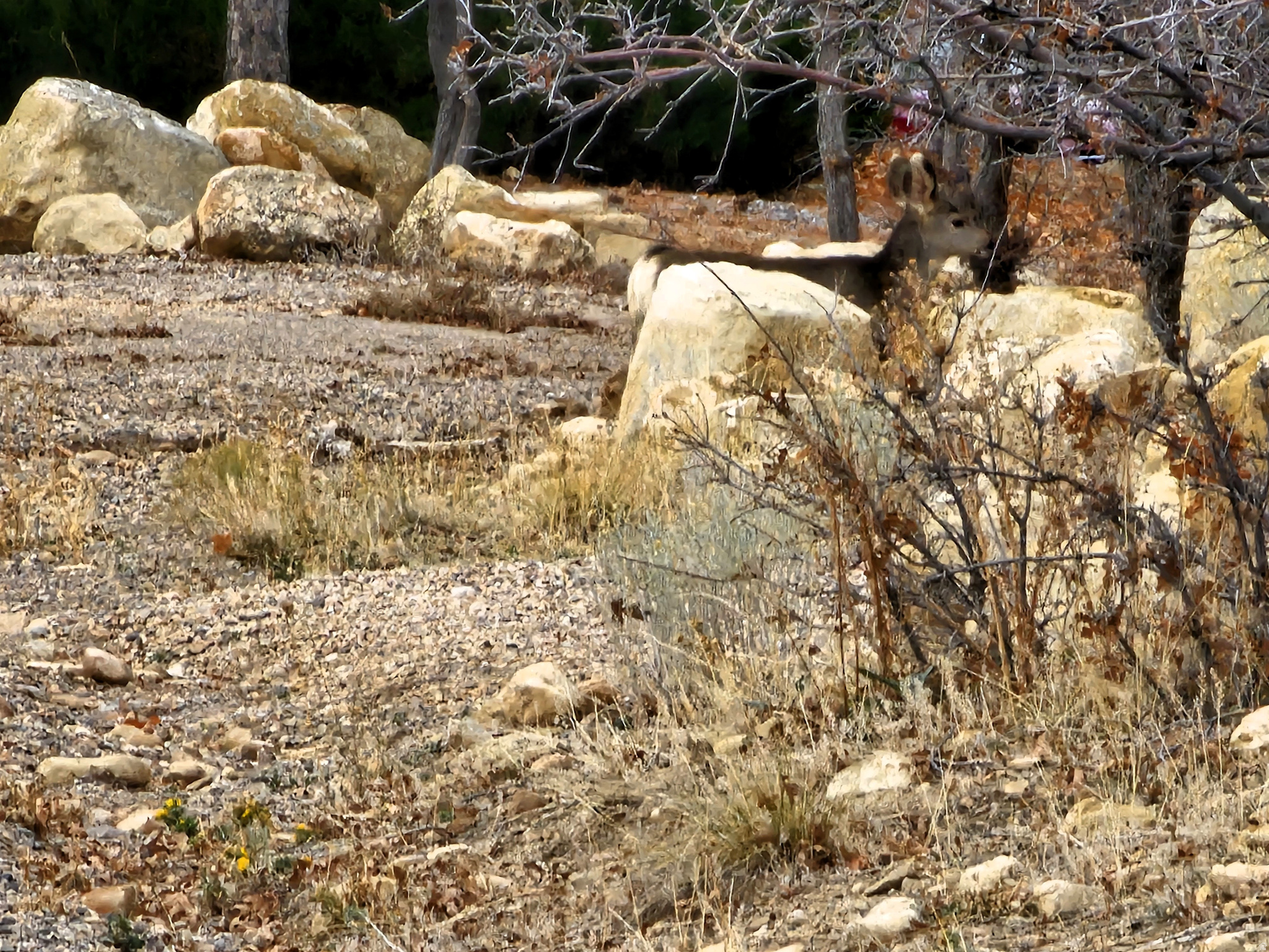 SKYLINE MOUNTAIN RES - Land