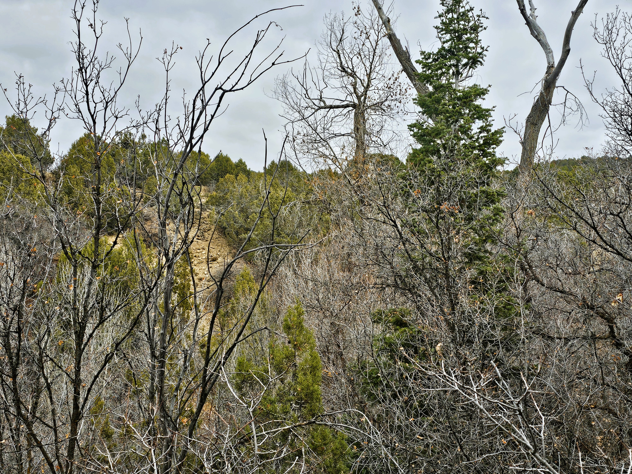 SKYLINE MOUNTAIN RES - Land