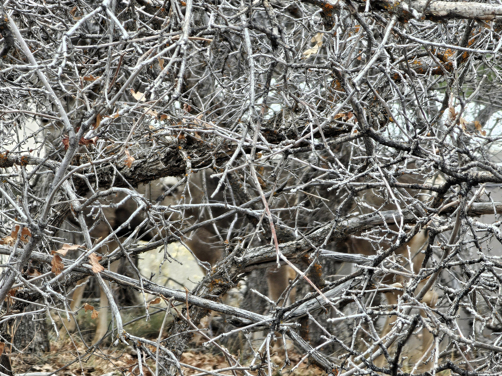 SKYLINE MOUNTAIN RES - Land