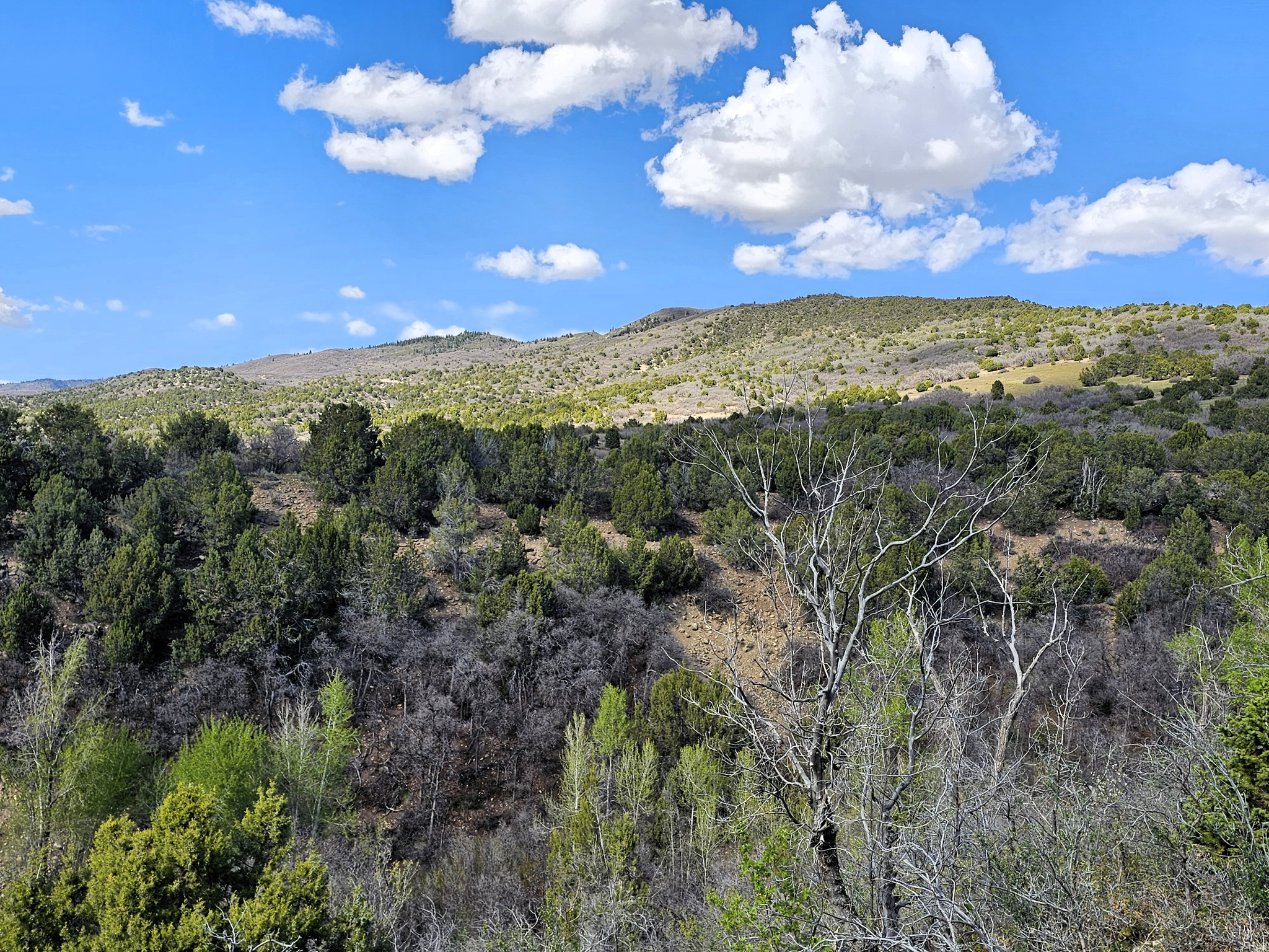 SKYLINE MOUNTAIN RES - Land