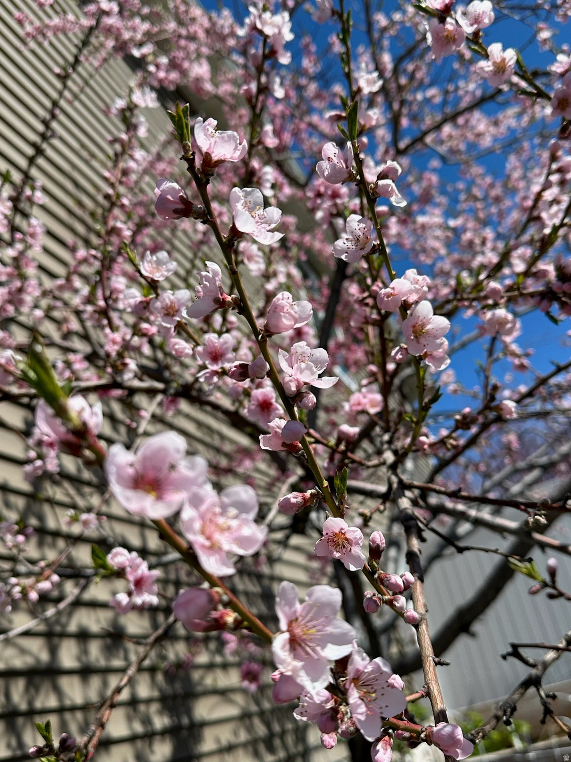 MOUNTAIN GATE SUBDIV - Residential