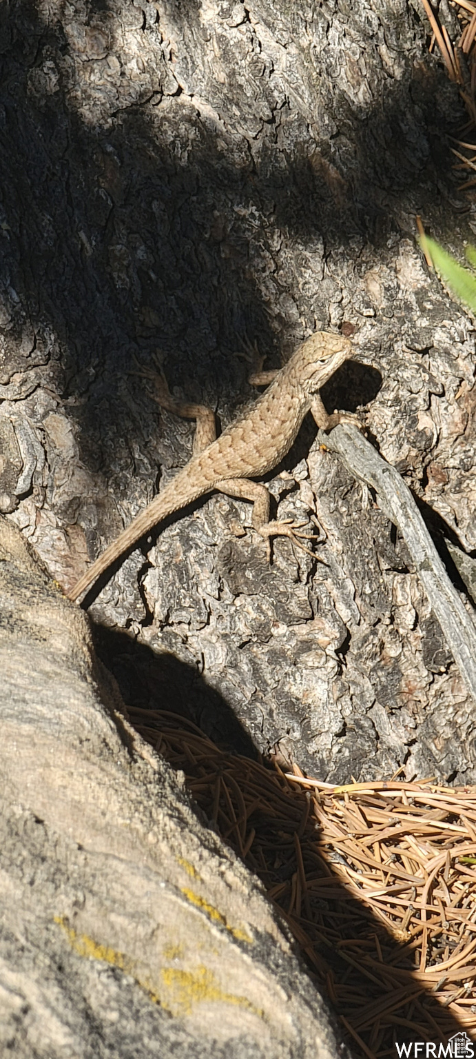 LAKE POINTE RANCHES - Land