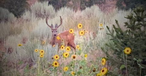 Tiny photo for 2254 S VALLEY DR, Mapleton, UT 84664 (MLS # 2137163)