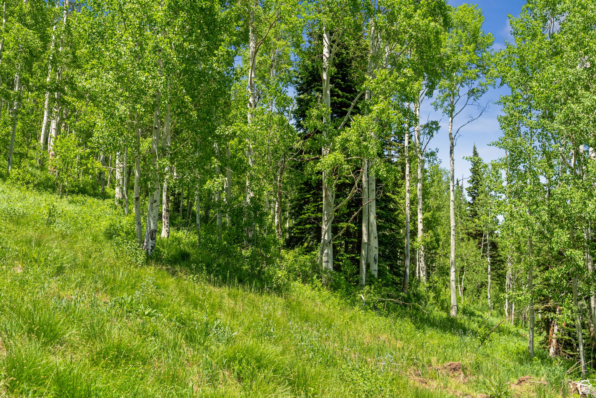 COLONY AT WHITE PINE CANYON - Land