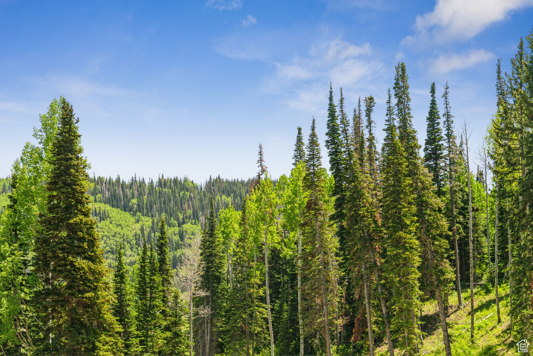 COLONY AT WHITE PINE CANYON - Land