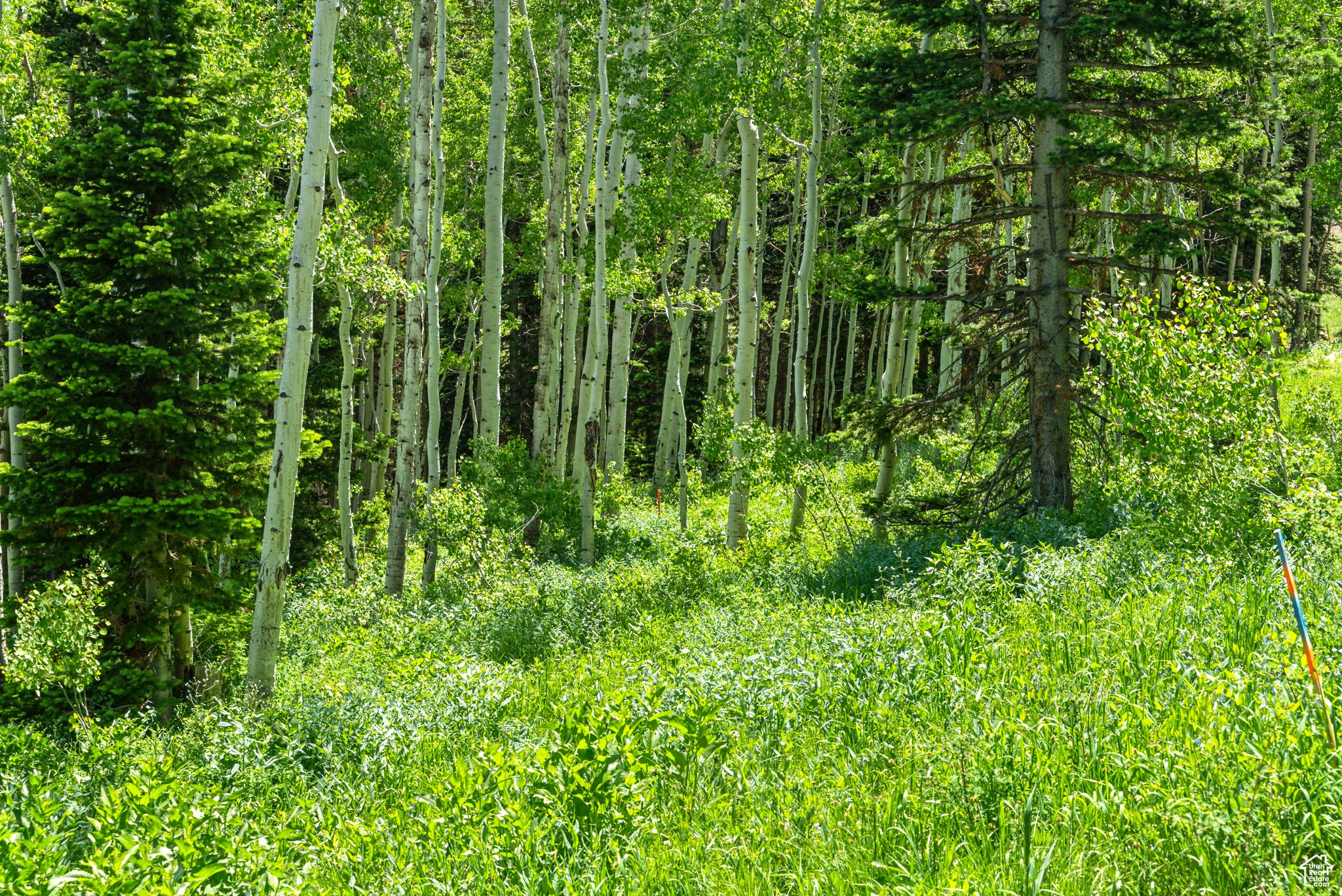 COLONY AT WHITE PINE CANYON - Land