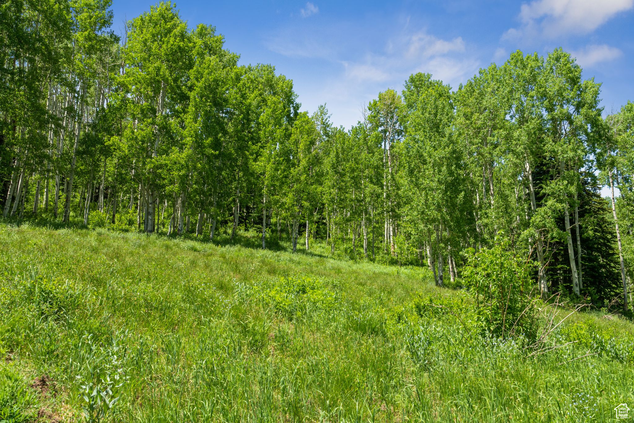 COLONY AT WHITE PINE CANYON - Land