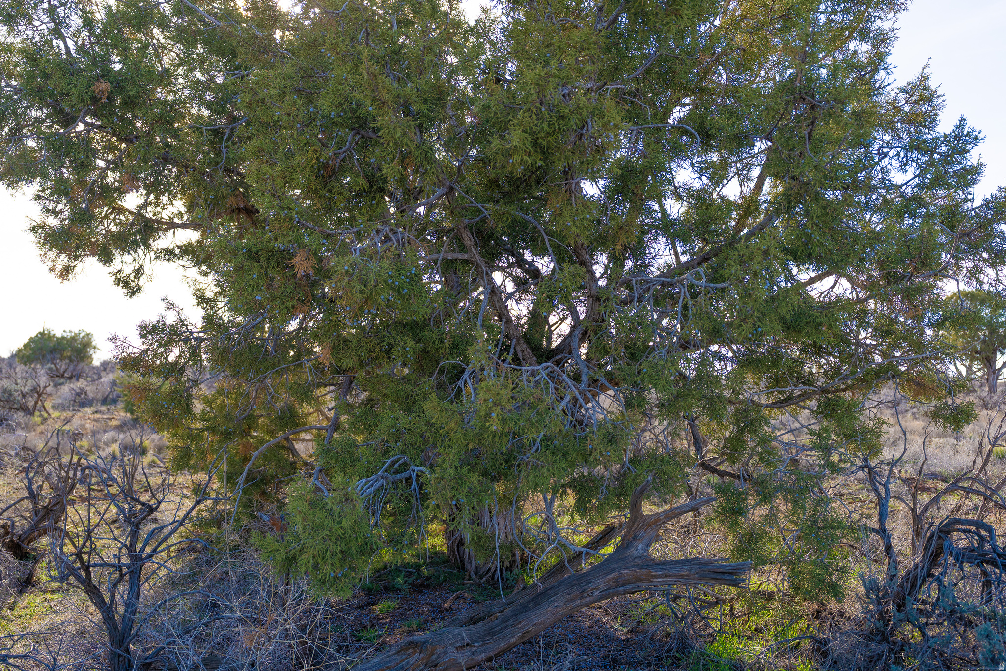 AVIKAN HILLS SUBDIVISION - Land