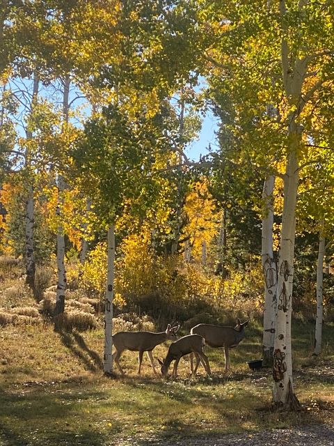 Tiny photo for #44, Kamas, UT 84036 (MLS # 2152477)