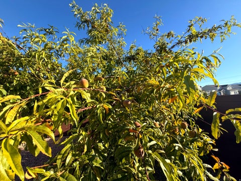 Tiny photo for 138 W 350 N, Vineyard, UT 84059 (MLS # 2186567)