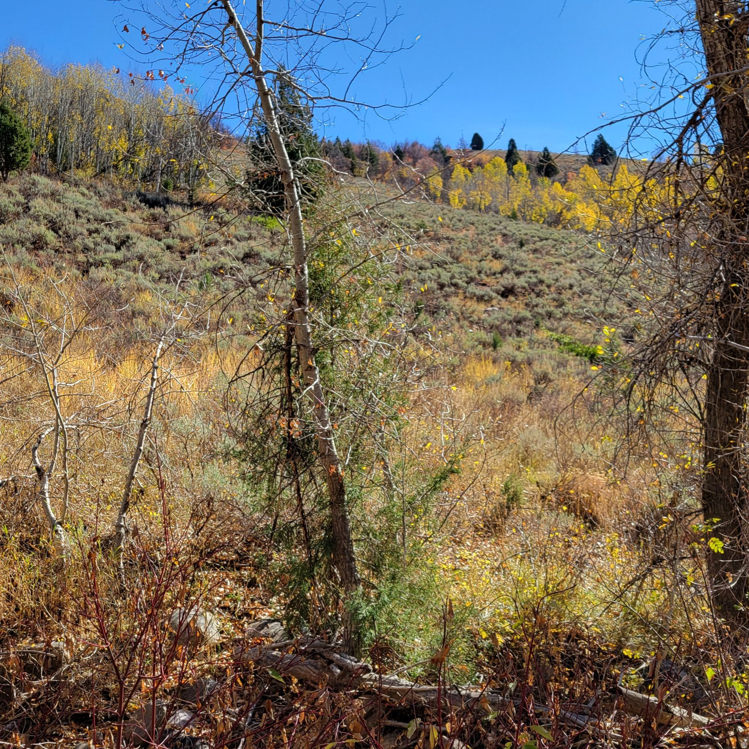 BEAVER CREEK - Land