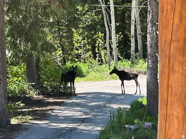 PINE TREE SUB - Residential