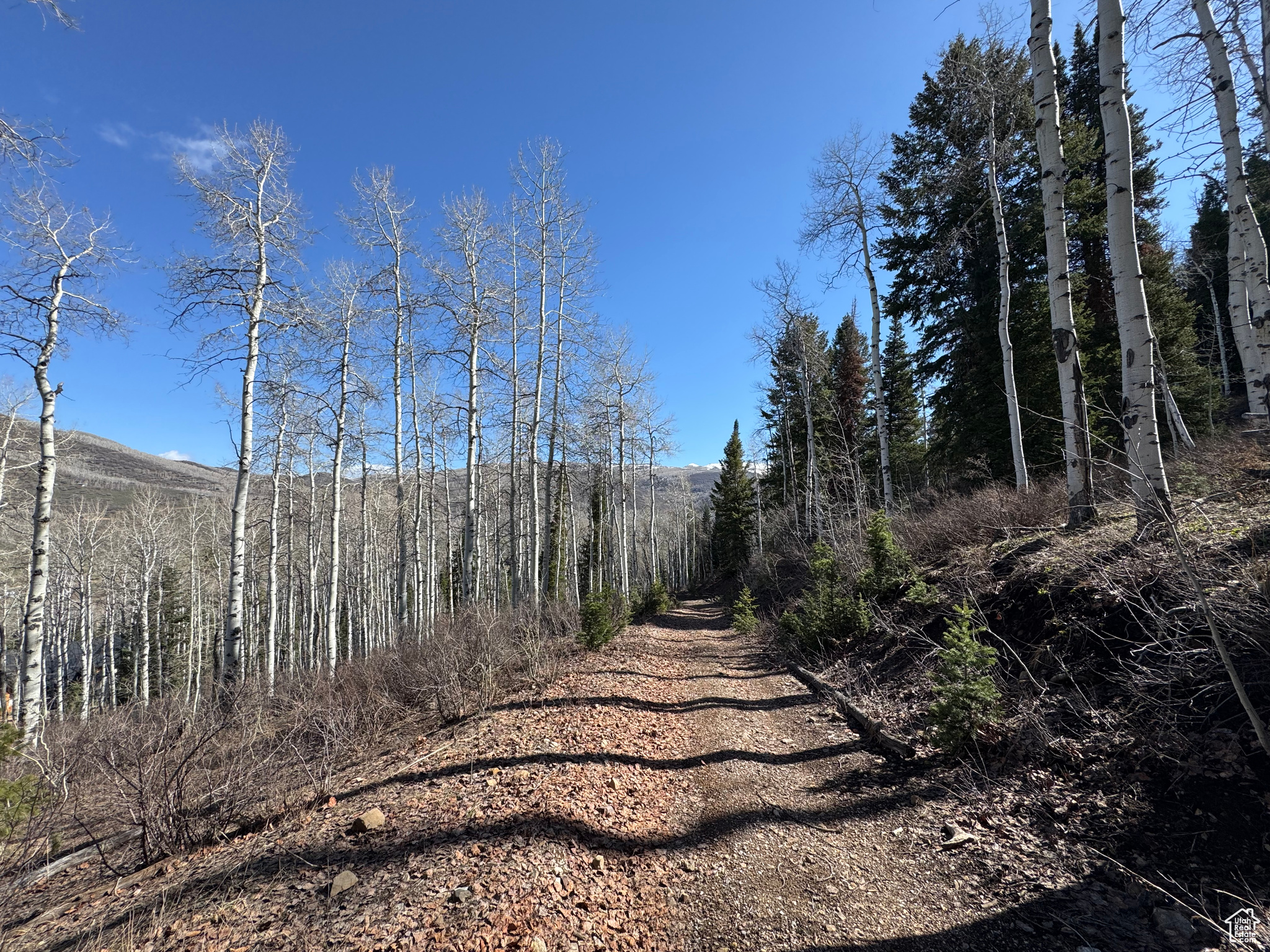 PINE MOUNTAIN - Land