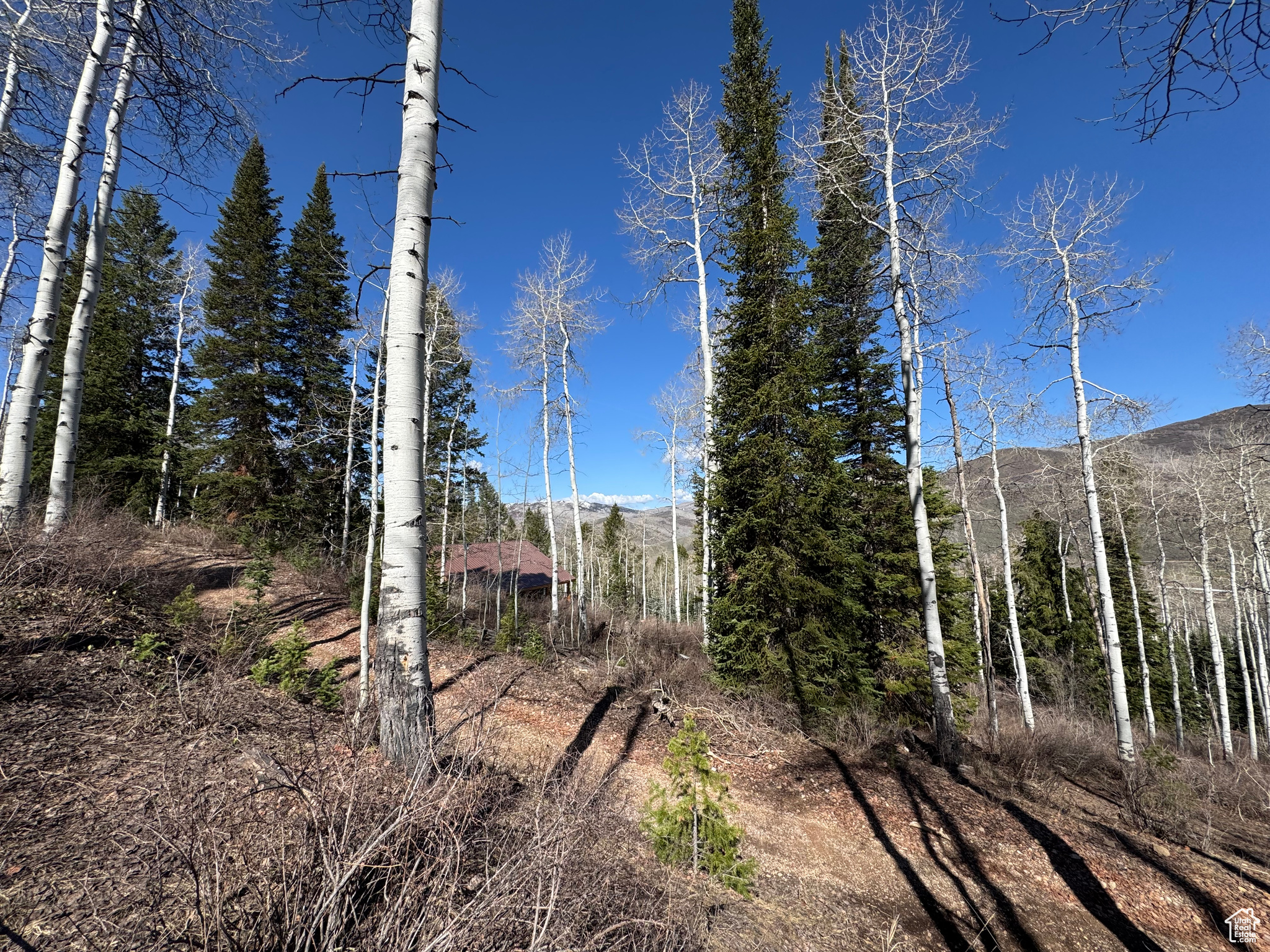 PINE MOUNTAIN - Land