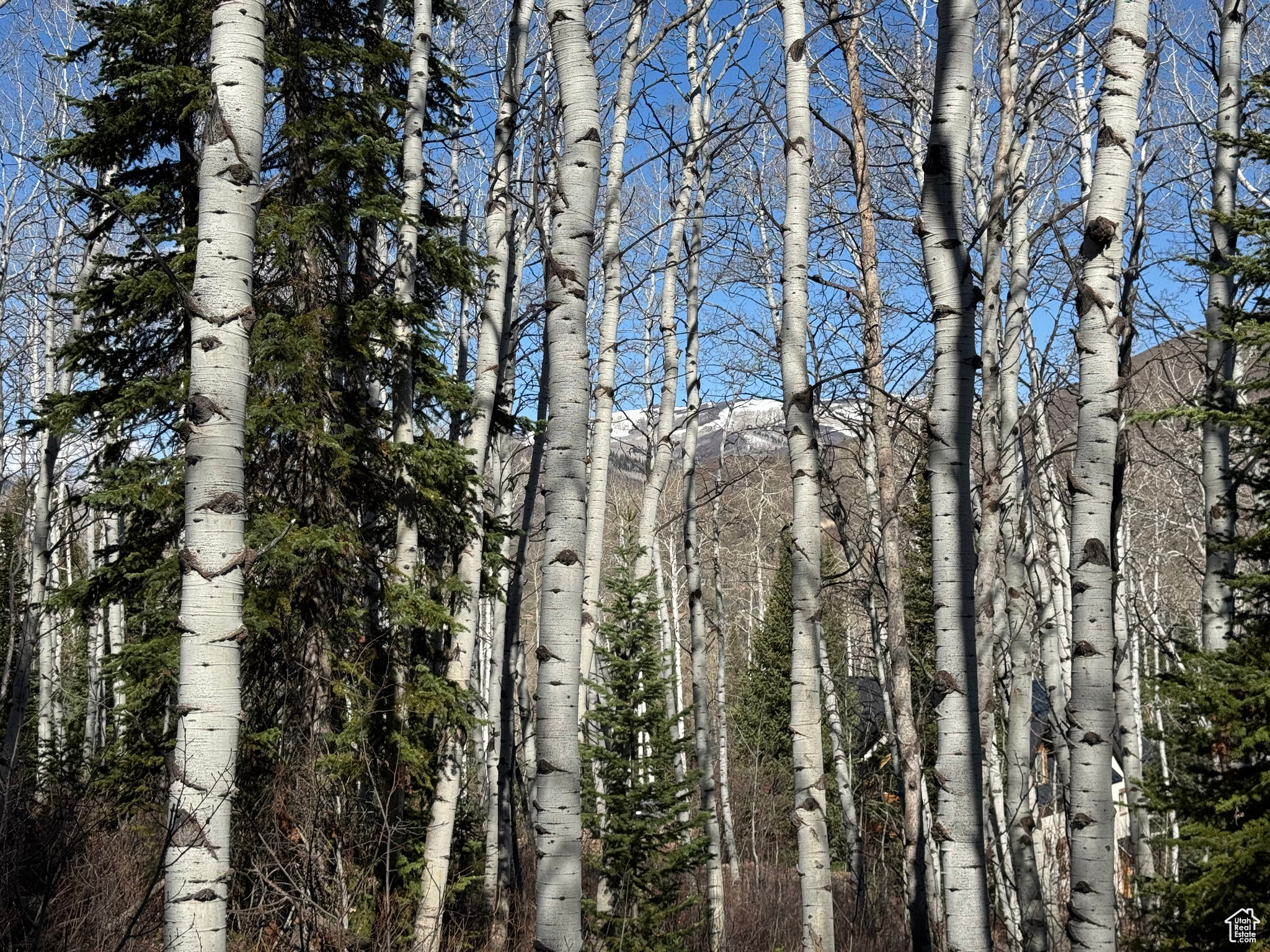 PINE MOUNTAIN - Land