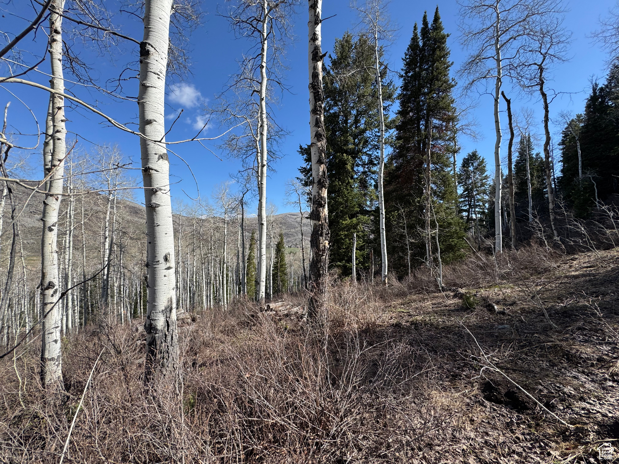 PINE MOUNTAIN - Land