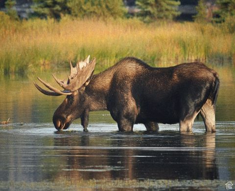 Tiny photo for 4631 FALCON CIR, Heber City, UT 84032 (MLS # 2115421)