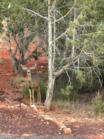 DIXIE DEER EST 3 - Residential
