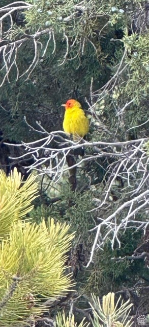 DIXIE DEER EST 3 - Residential