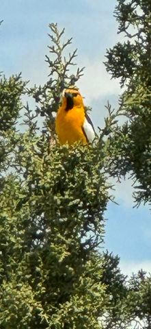 DIXIE DEER EST 3 - Residential