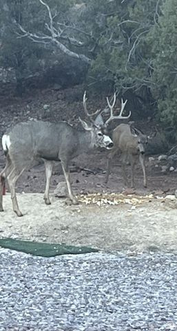 DIXIE DEER EST 3 - Residential