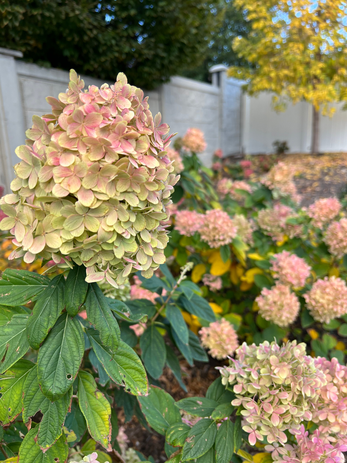 MCKEE FARMS - Residential