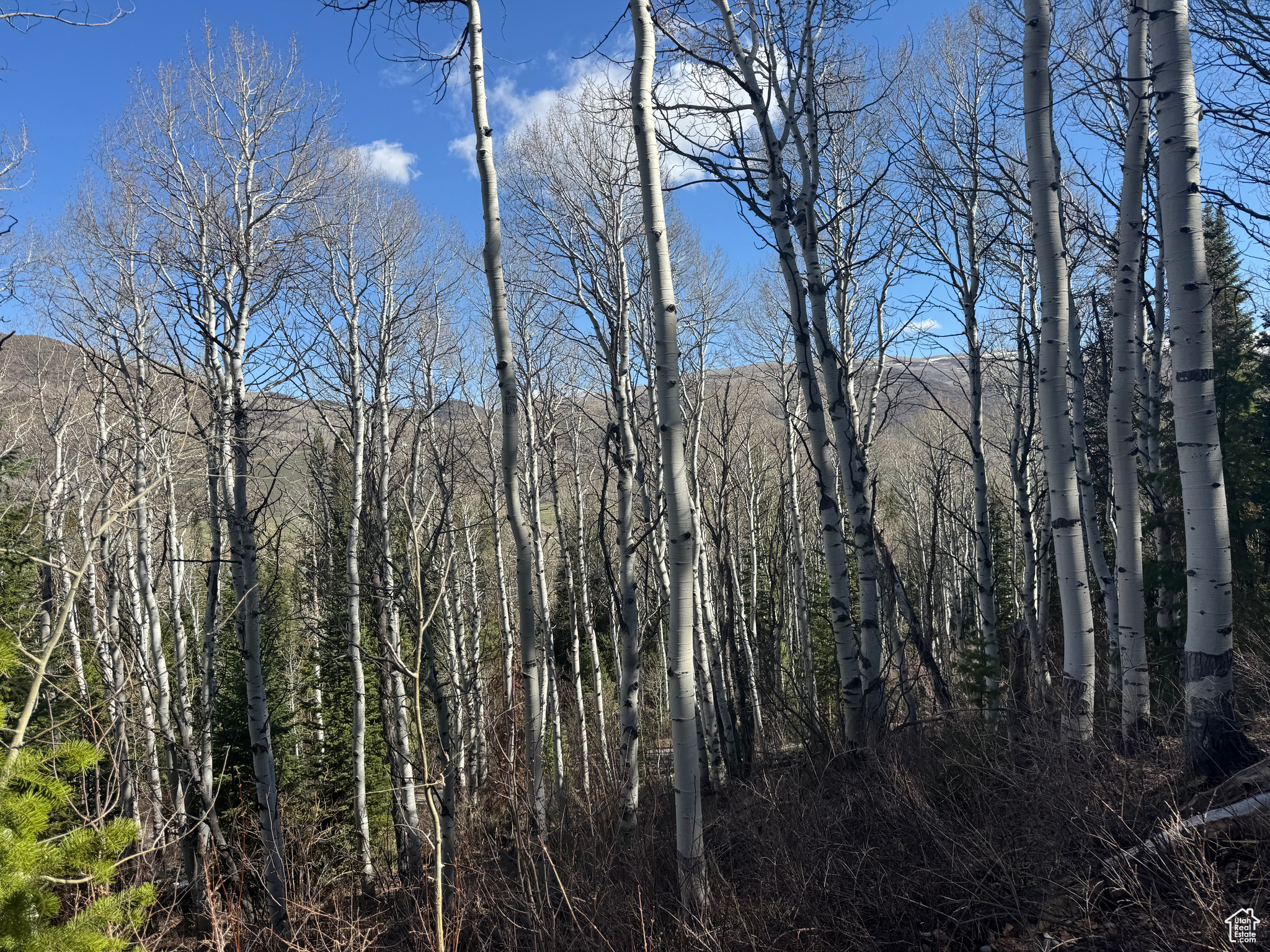 PINE MOUNTAIN - Land