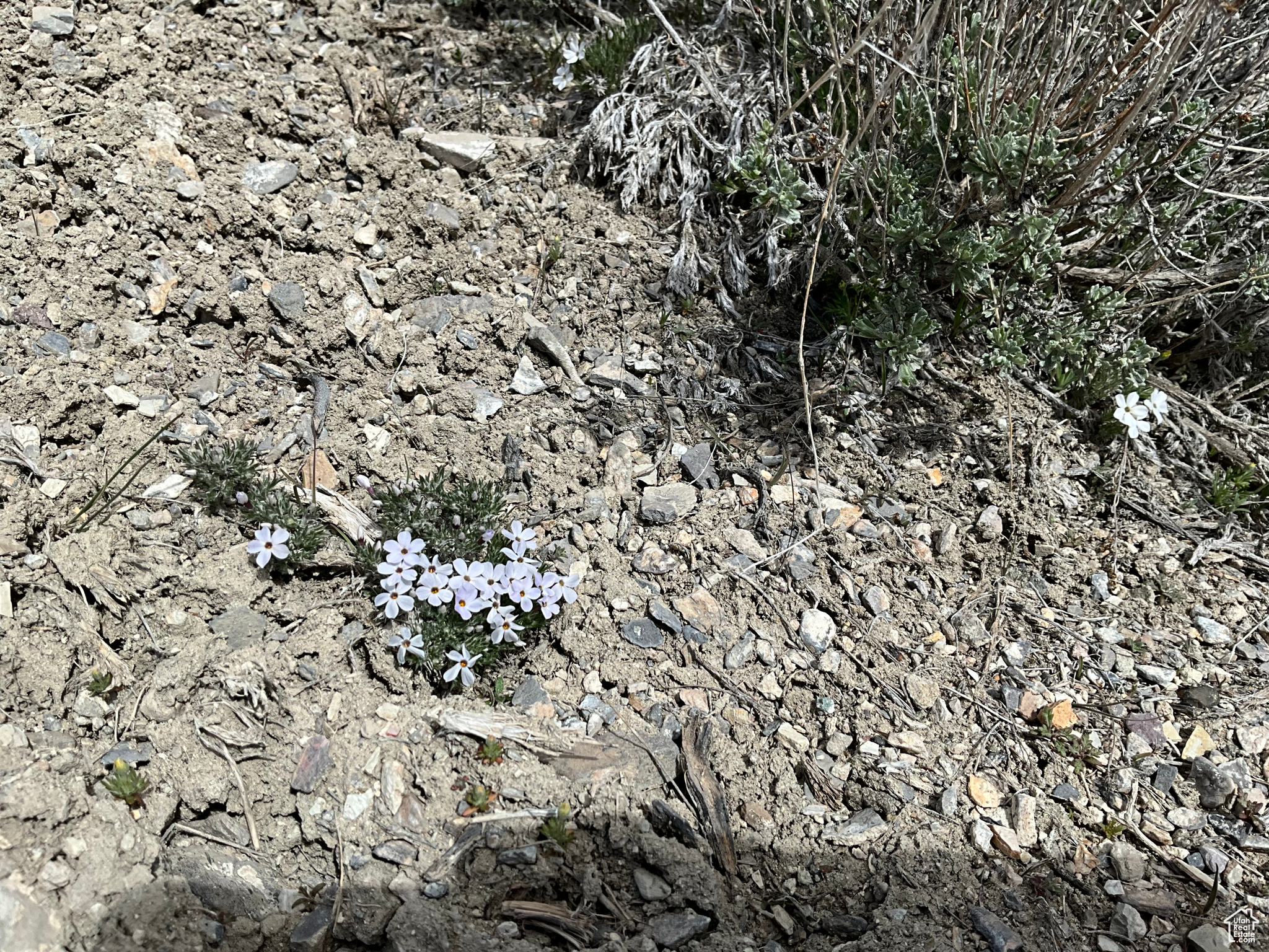 Land, Grouse Creek, Utah image 44