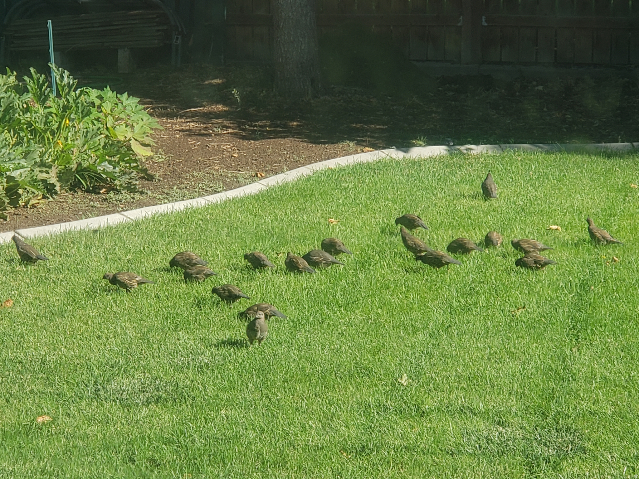 MAPLE MOUNTAIN VIEW PLAT A - Residential