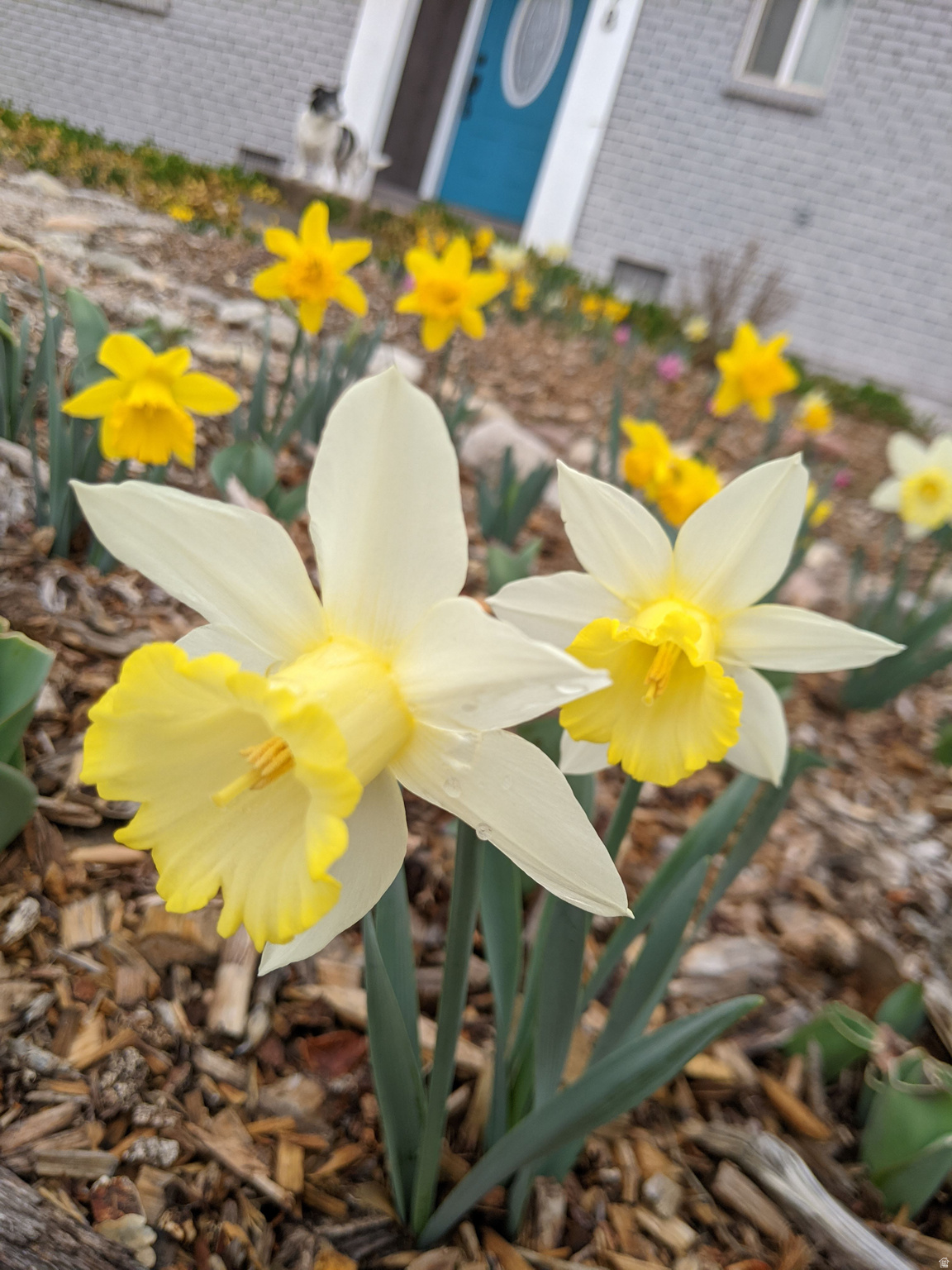 HOBBS SUBDIVISION - Residential