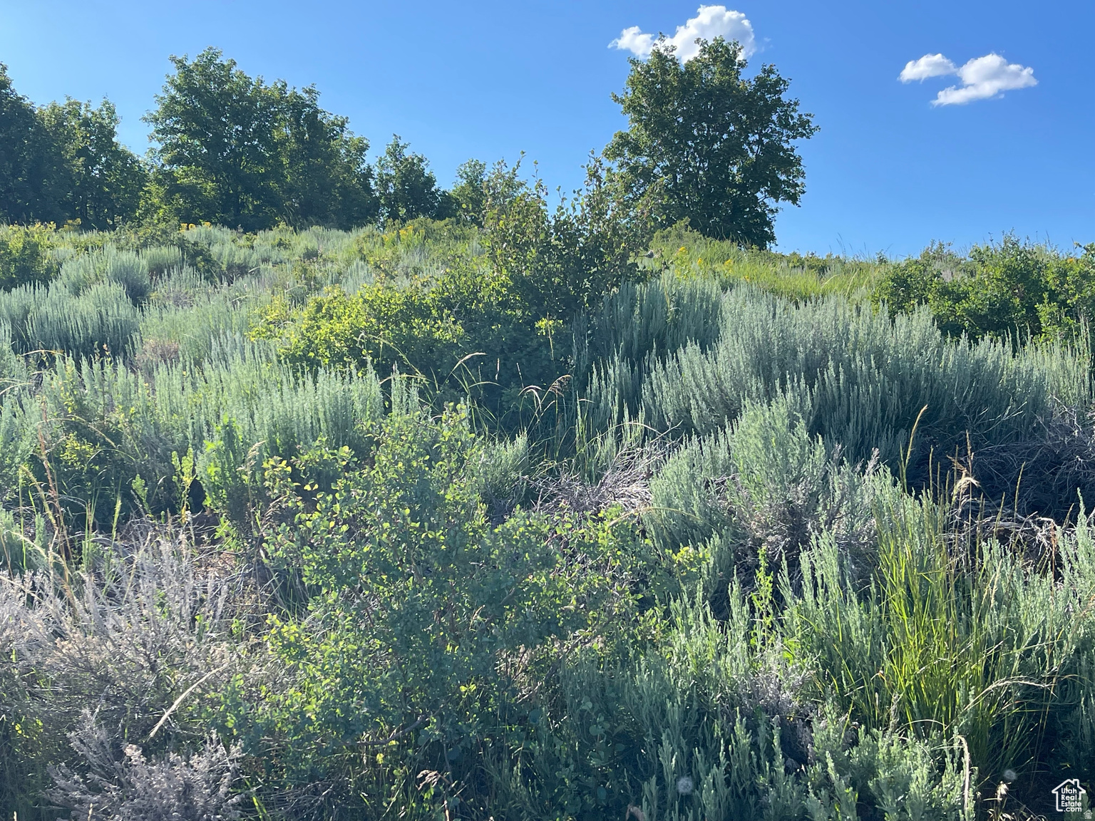 LAKE RIDGE RANCH - Land