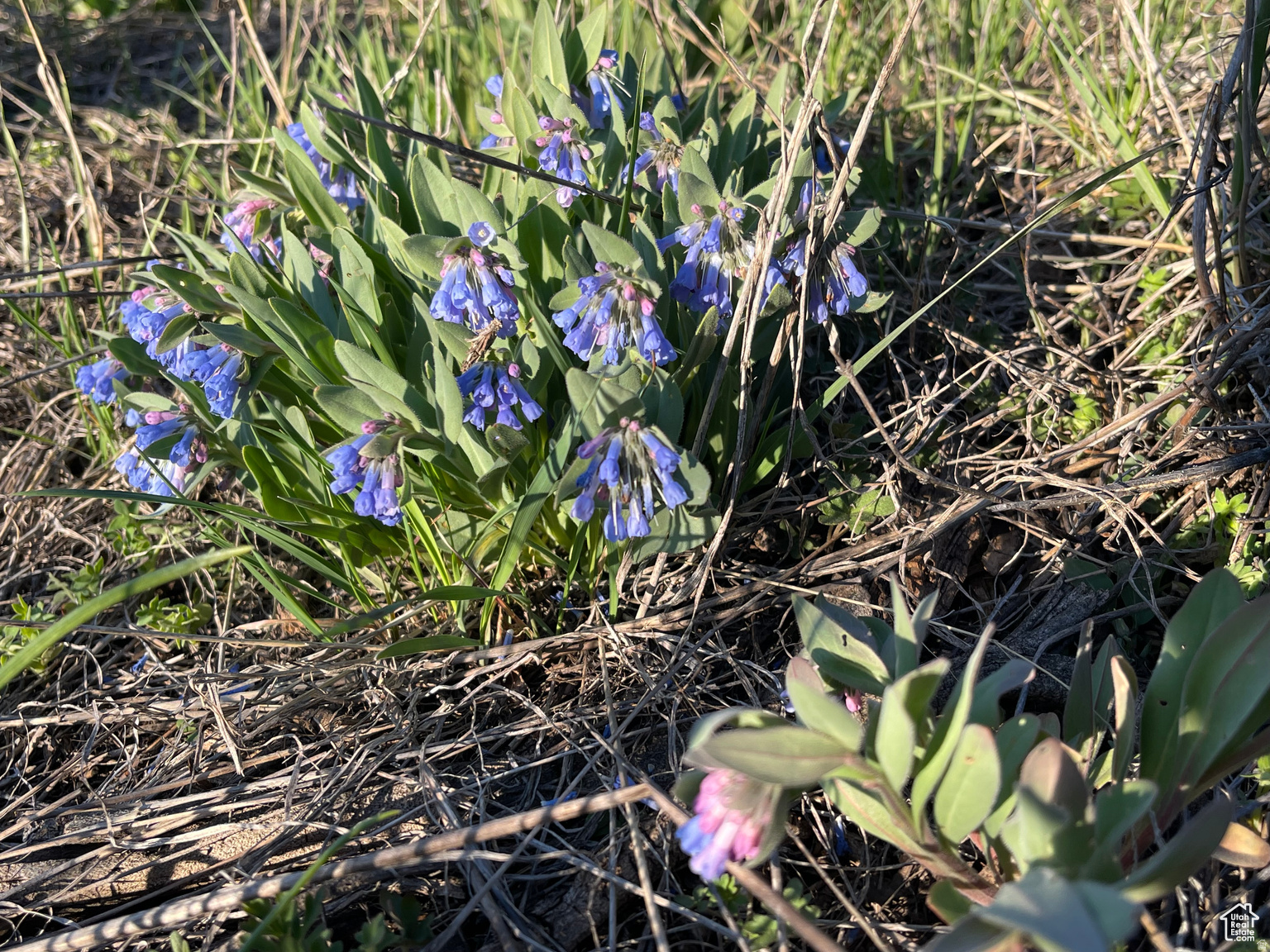 LAKE RIDGE RANCH - Land