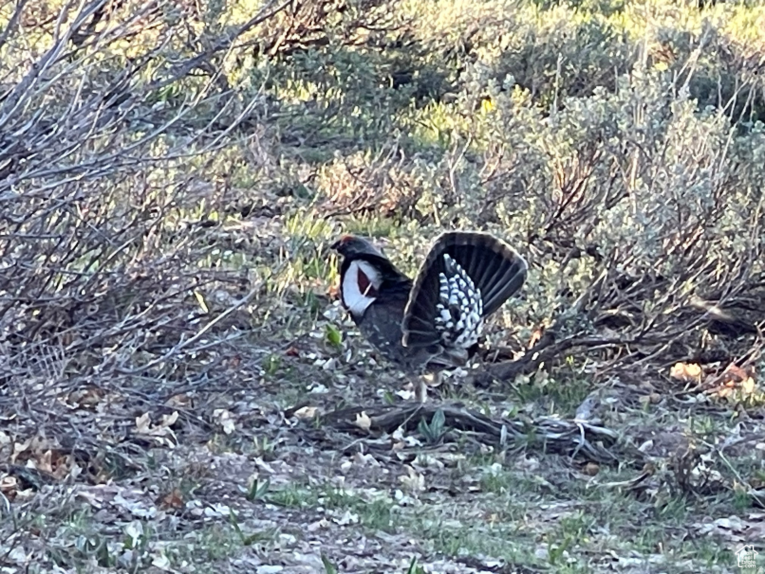 LAKE RIDGE RANCH - Land