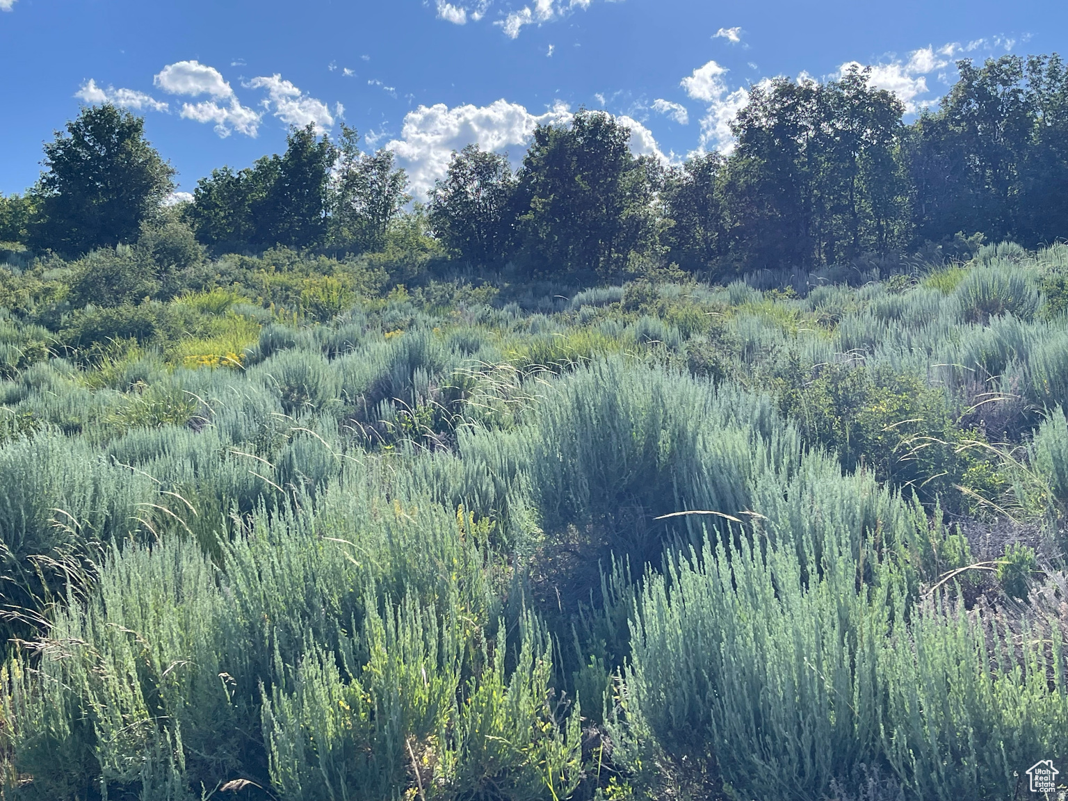 LAKE RIDGE RANCH - Land