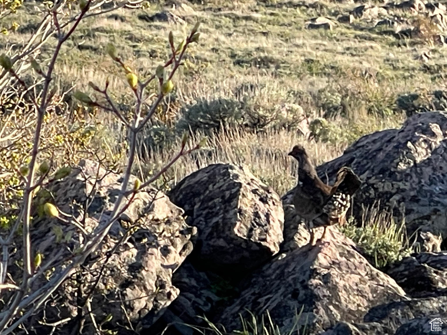 LAKE RIDGE RANCH - Land