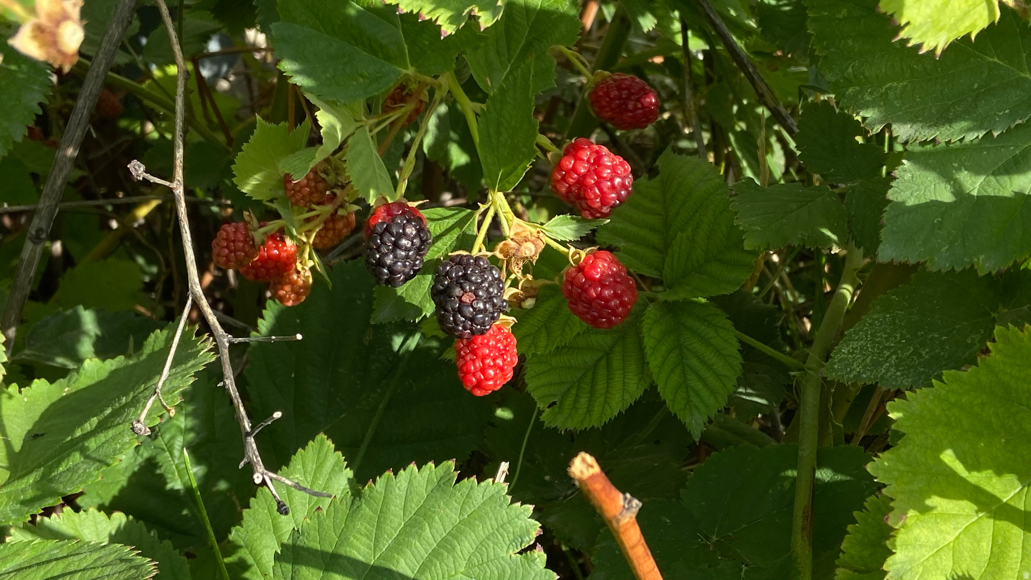 FREEDOM ESTATES - Residential