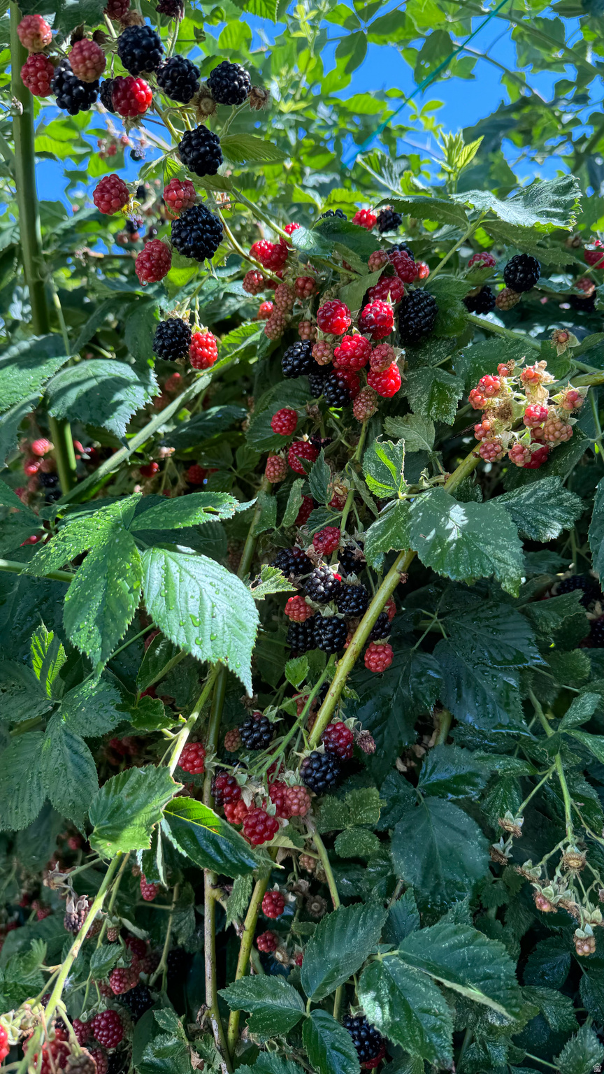 ORCHARD CREEK - Residential