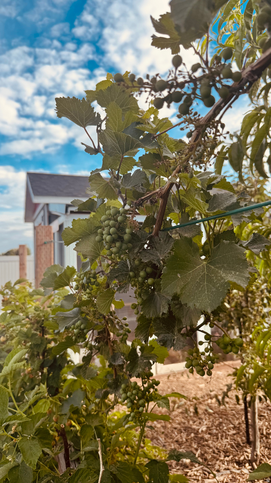 ORCHARD CREEK - Residential