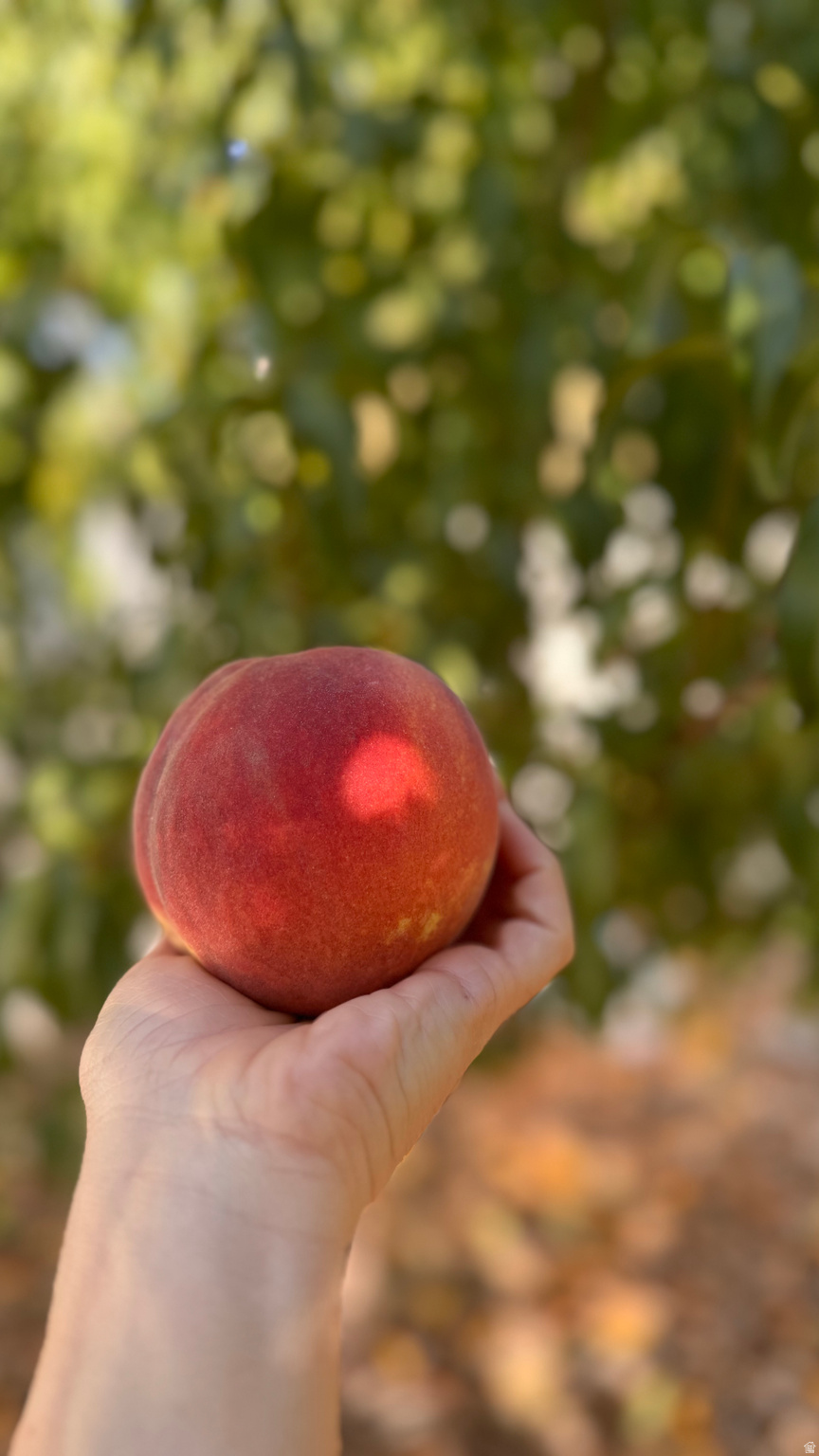 ORCHARD CREEK - Residential