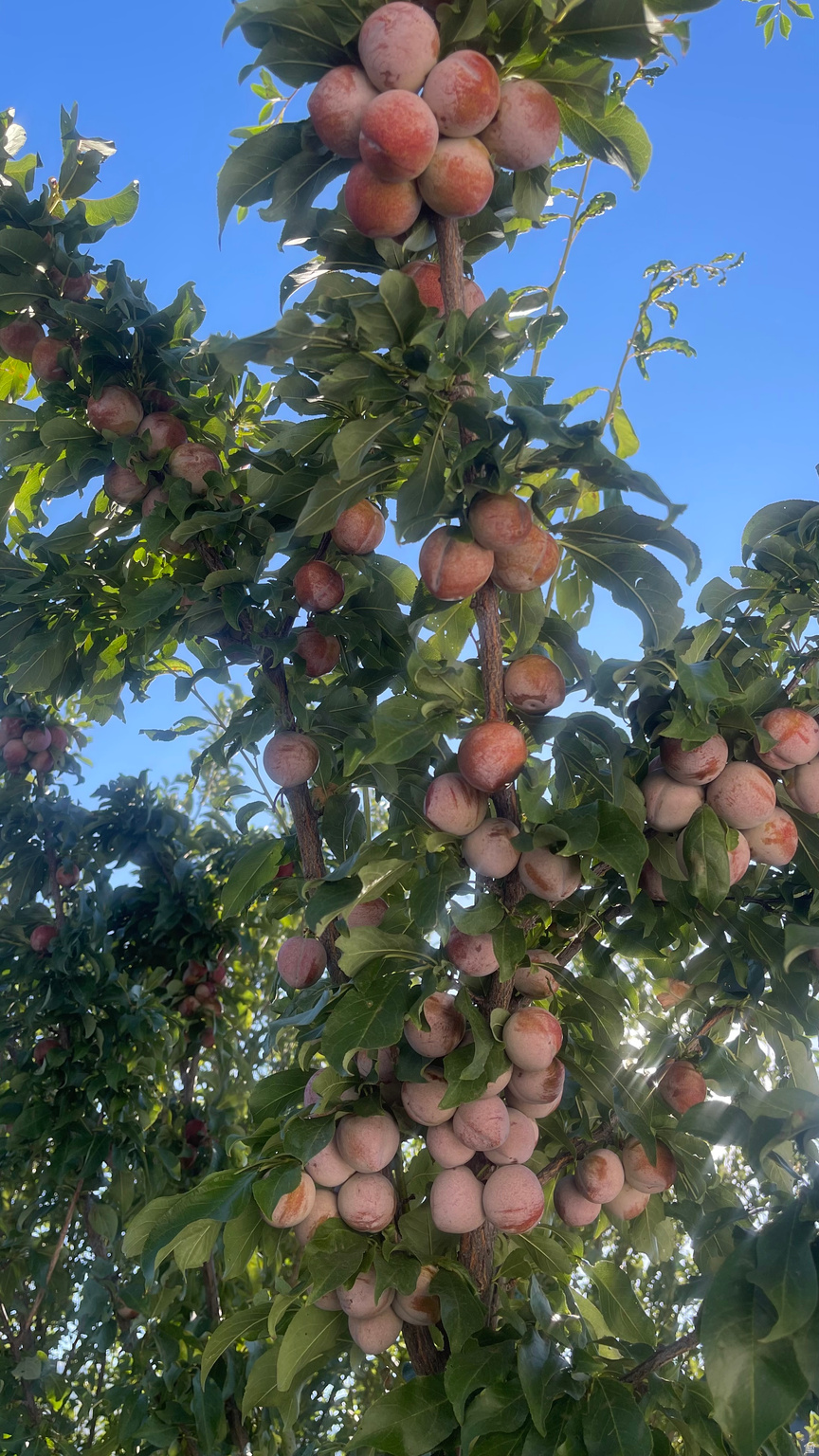 ORCHARD CREEK - Residential