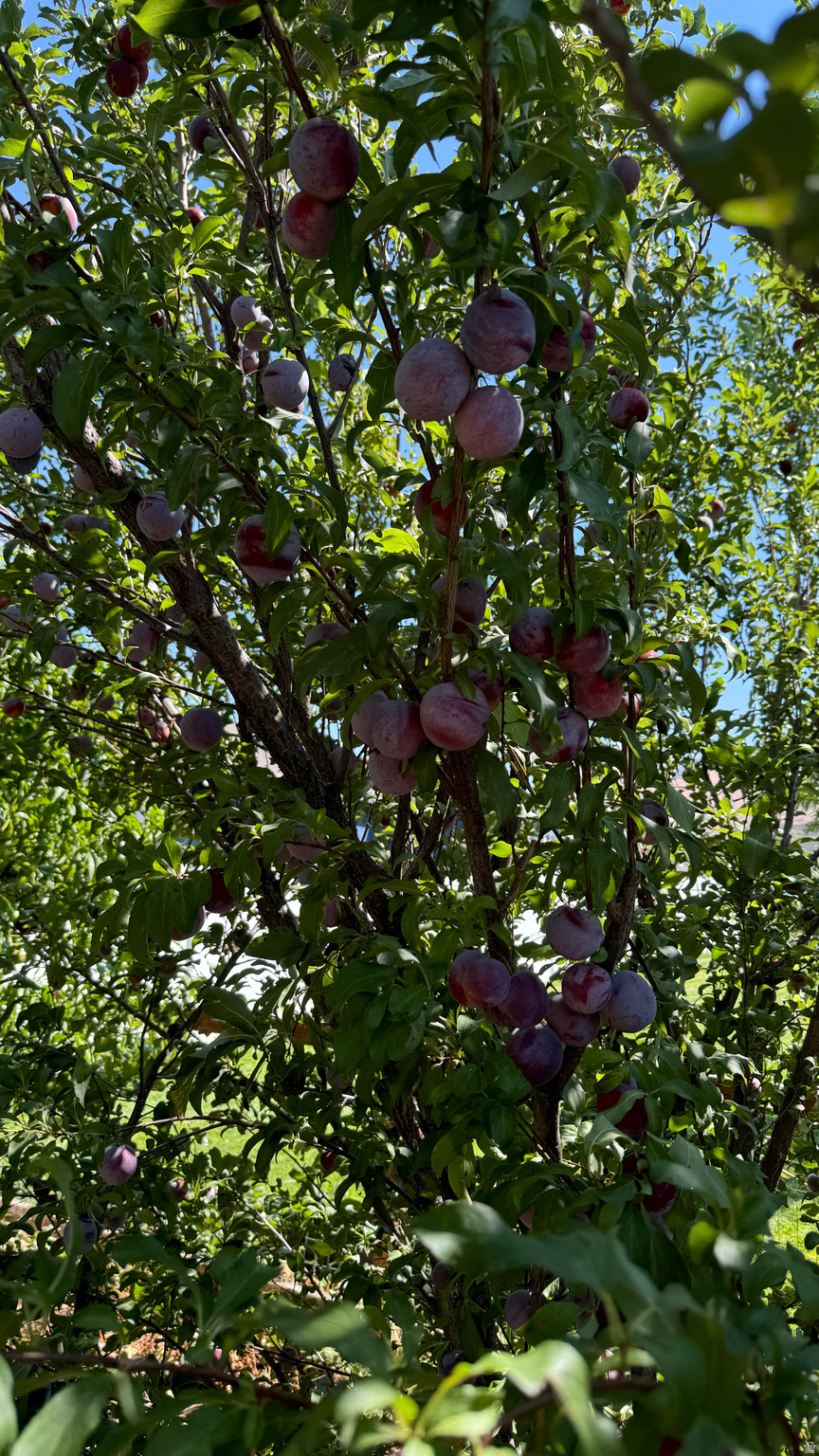 ORCHARD CREEK - Residential