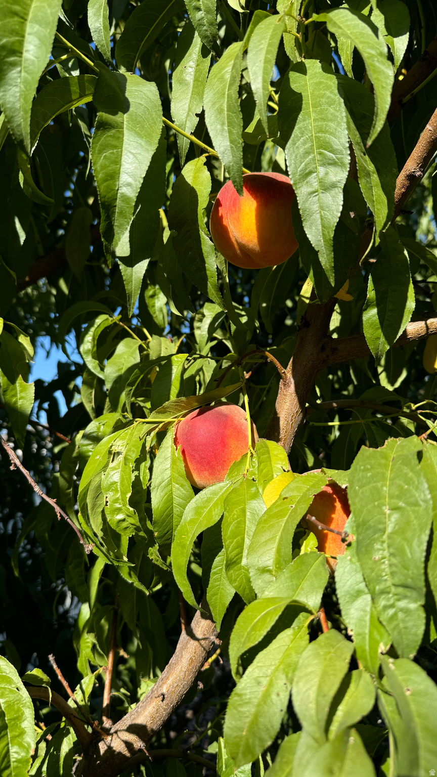 ORCHARD CREEK - Residential