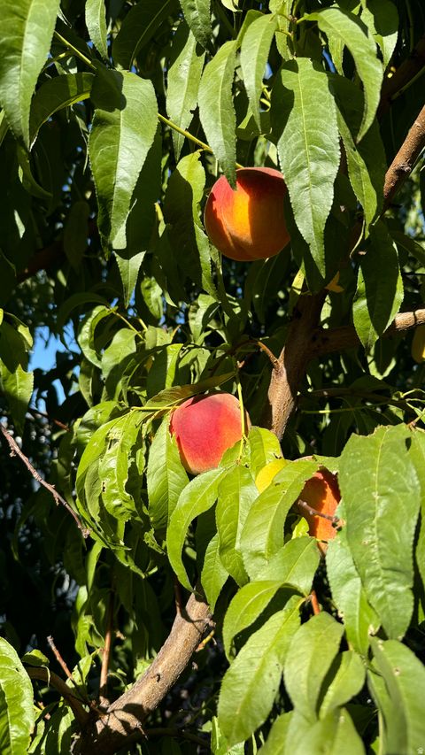 Tiny photo for 3056 S 1450 W, Perry, UT 84302 (MLS # 2144227)