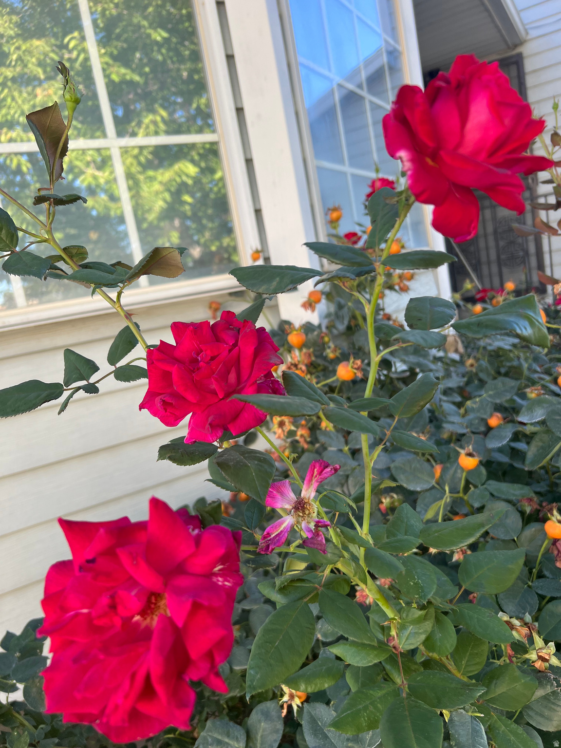 SPRINGBROOK ESTATES - Residential