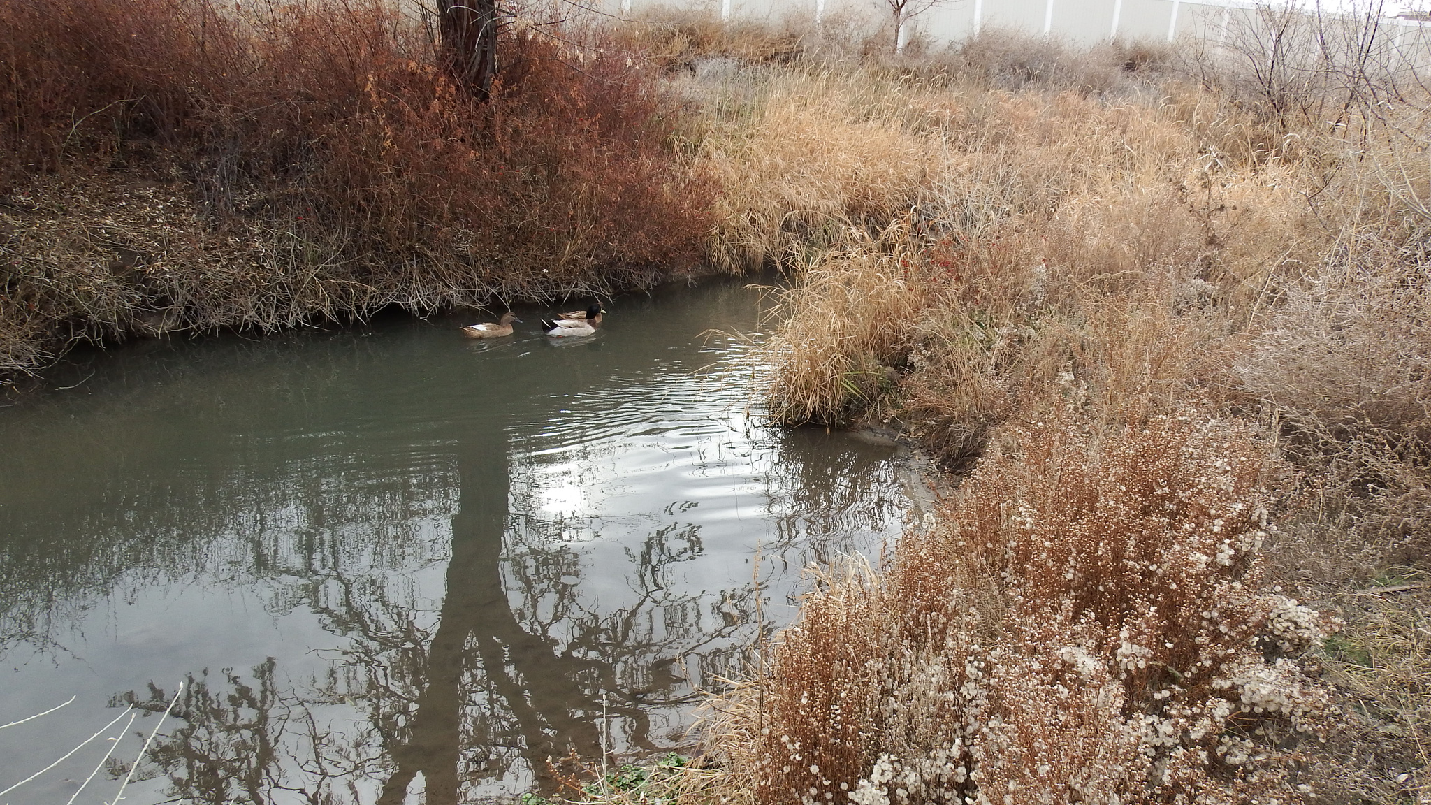 MARCELLA MEADOWS - Land