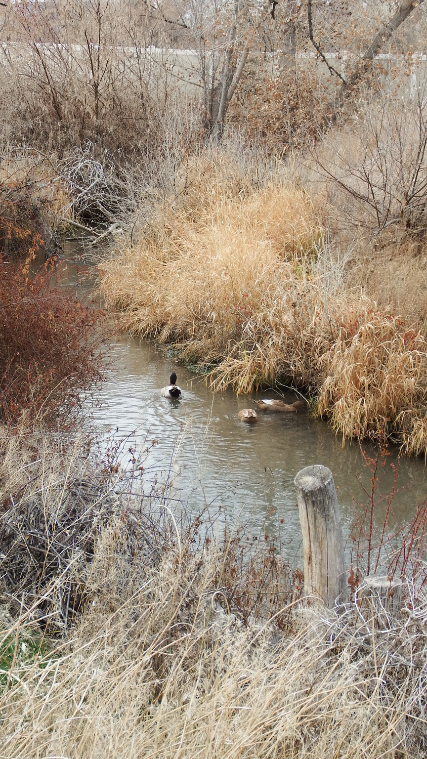 MARCELLA MEADOWS - Land