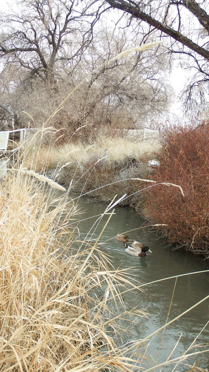 MARCELLA MEADOWS - Land